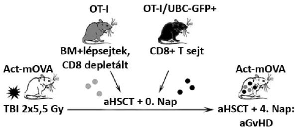 10. Ábra: A donor T-sejtek követésének metódusa, az UBC-GFP/OT-I CD8 modellben 