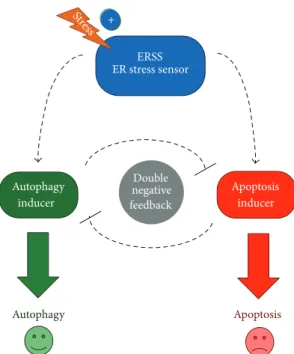 Figure 1: The schematic model of autophagy-apoptosis crosstalk during ER stress. The autophagy inducer, the apoptosis inducer, and the ER stress sensor (ERSS) are denoted by isolated green, red, and blue boxes, respectively