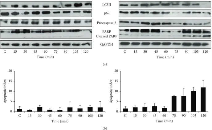 Figure 3: The time course profile of cell treatment with respect to low and high levels of DTT