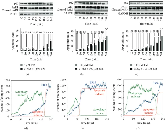 Figure 5: The role of autophagy to determine the activation threshold for apoptosis. HepG2 cells were pretreated with autophagy inhibitor ((a) and (b) 1 mM 3-methyladenine for 2 hours) or activator ((c) 100 