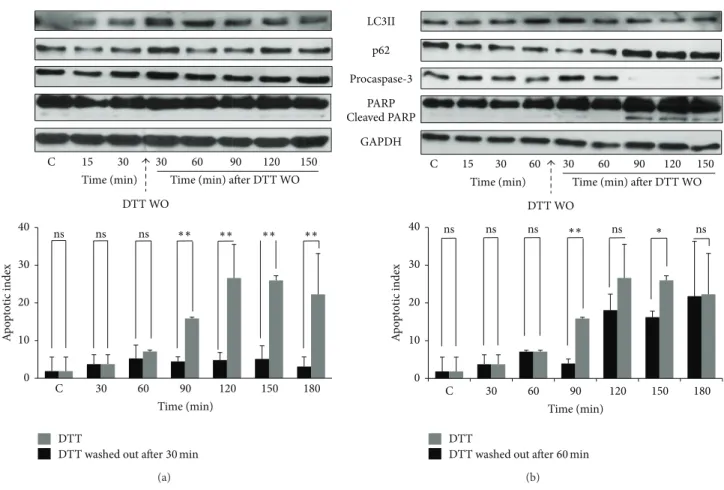 Figure 7: The irreversibility of apoptotic induction is tested by transient treatment with high level of ER stressor