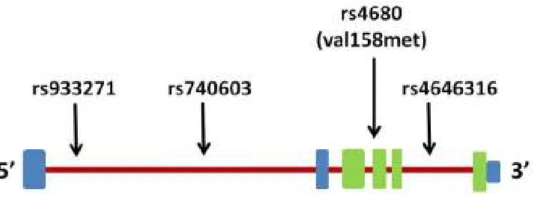 7. Ábra: A COMT gén sematikus ábrája és a vizsgált SNP-k elhelyezkedése 