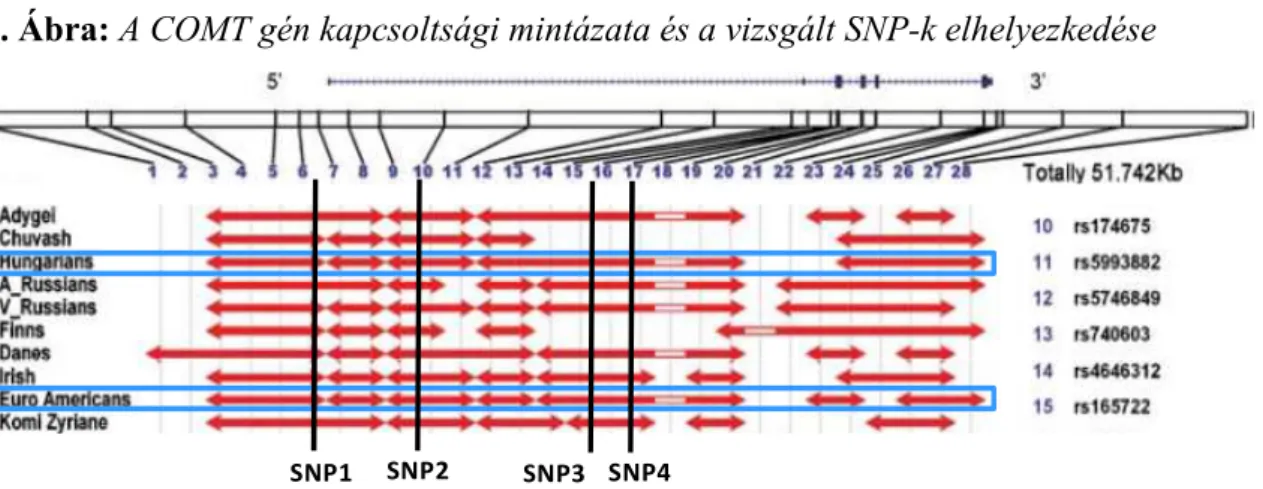 8. Ábra: A COMT gén kapcsoltsági mintázata és a vizsgált SNP-k elhelyezkedése 