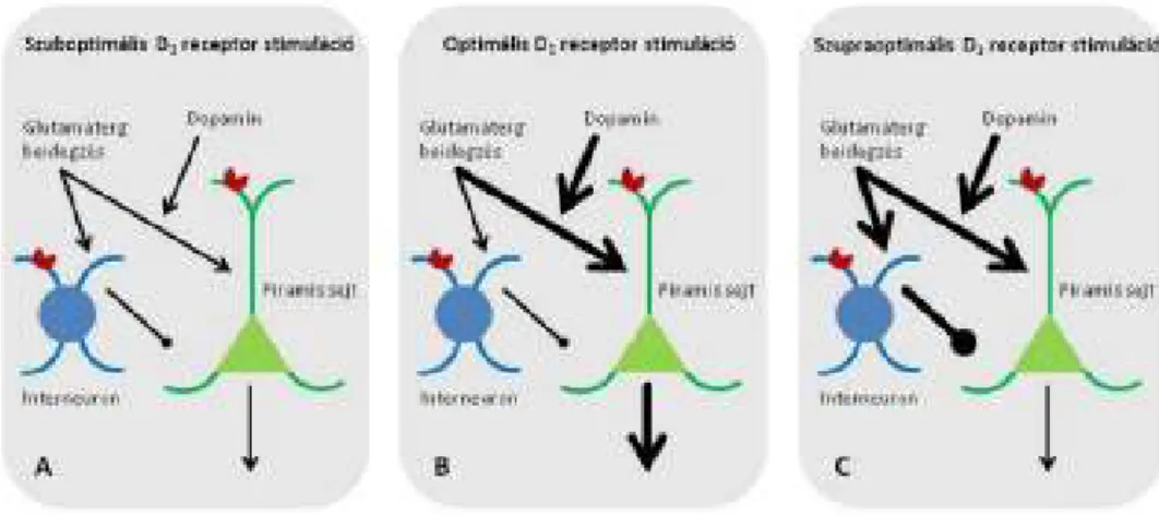 10. Ábra: A dopamin szint szerepe 