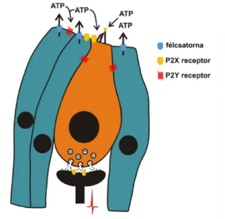 2. ábra.  Elsődleges hallóneuronok szinaptikus specializációjában szerepet játszanak  a támasztósejtek félcsatornán keresztül történő ATP kibocsájtásukkal (lásd később)