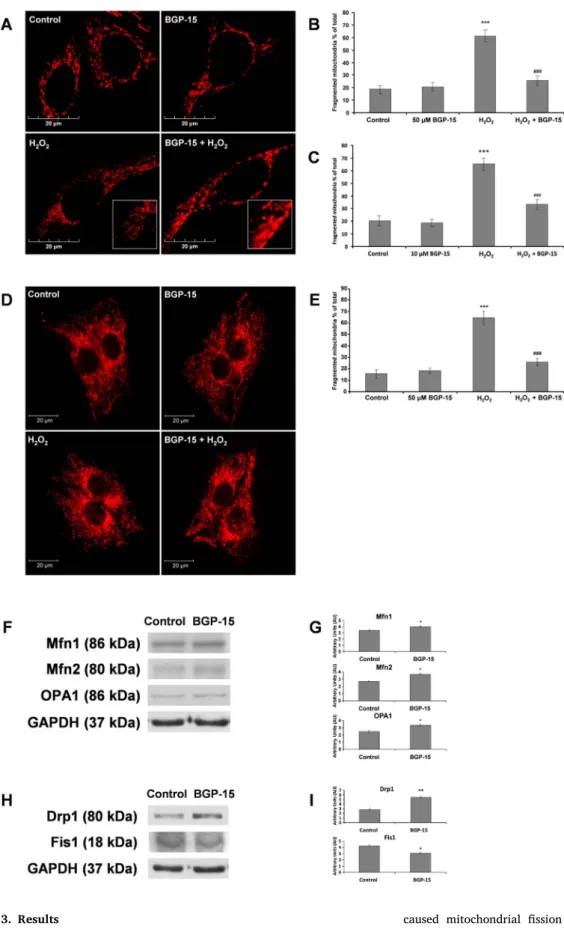 Fig. 1. BGP-15 protects against oxidative stress-induced mitochondrial fragmentation in WRL-68 cells and C2C12 muscle myoblasts.