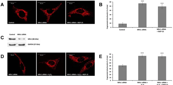 Fig. 3. Suppression of Mfn1 -a critical component of outer mitochondrial fusion machinery- prevents BGP-15 induced mitochondrial fusion in WRL-68 cells