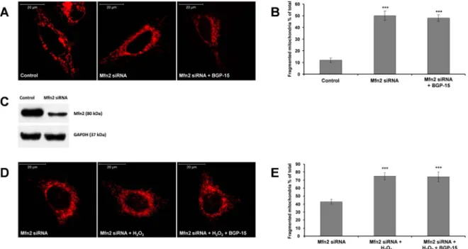 Fig. 5. Suppression of OPA1 -a critical component of inner mitochondrial fusion machinery- prevents BGP-15 induced mitochondrial fusion in WRL-68 cells