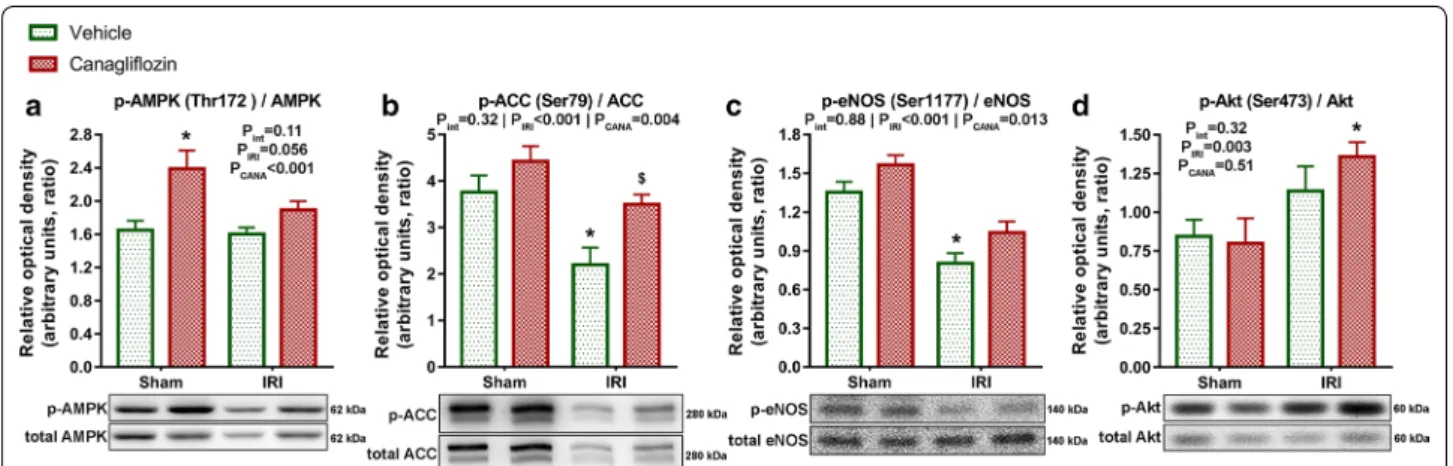 Fig. 3  Effect of canagliflozin treatment on the phosphorylation of AMPK, ACC, eNOS and Akt