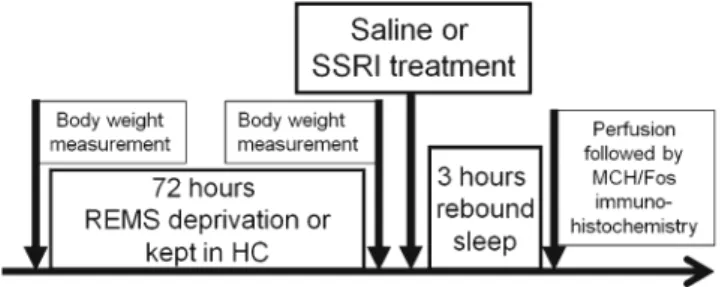 Fig. 1 Schematic illustration of the experimental design. Saline or SSRI (escitalopram, 10 mg/kg, i.p.) treatments were applied following the REMS deprivation (flower pot), or home cage stay, just before the beginning of a 3-h sleep rebound (at lights on)