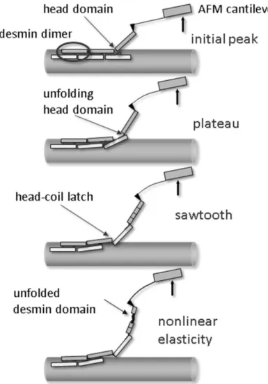 Figure 5: Schematic model of the hypothesized events associated with the  nanomechanical manipulation of desmin filaments