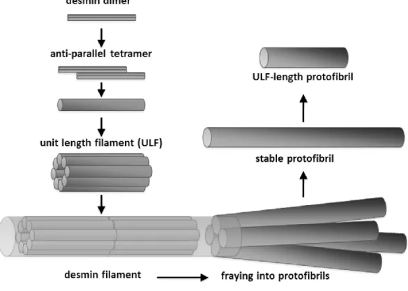 Figure 6: Desmin filament assembly and disassembly pathway. 
