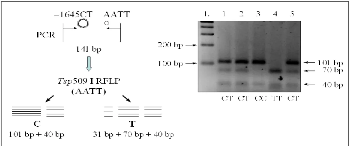 6. ábra. A Kv1.3 gén -1645C/T SNP vizsgálata PCR-RFLP módszerével  Forrás: saját  közlemény alapján rajzolva [191] 