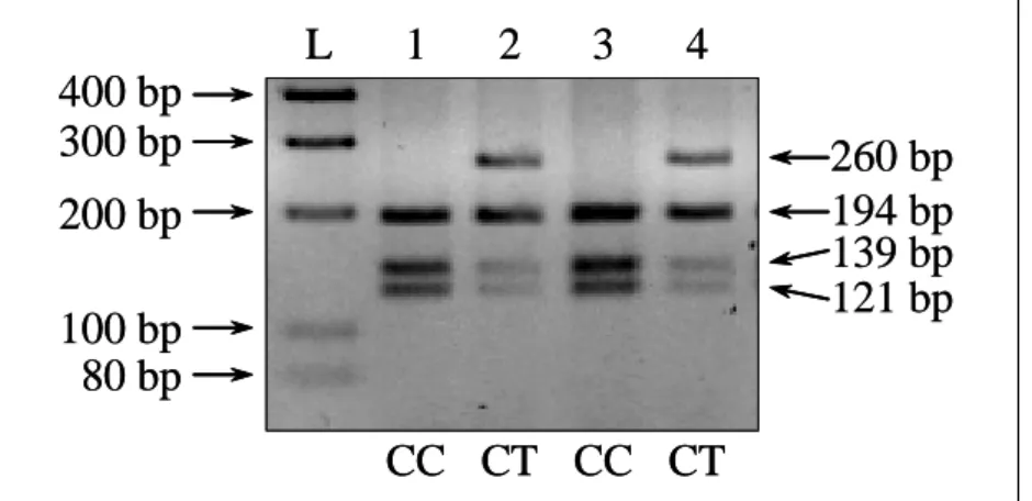 8. ábra. A HIF-1gén 45035 C/T SNP vizsgálata PCR-RFLP-vel 