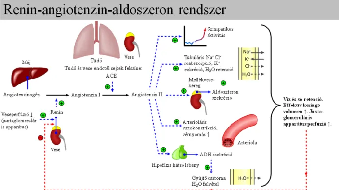 2. ábra. A renin-angiotenzin-aldoszteron rendszer összefoglalása. ADH – 