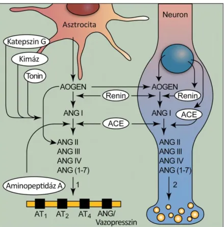 3. ábra. Agyi renin-angiotenzin rendszer. Az angiotenzin II (ANG II) extra-, és intracellulárisan  is  kialakulhat  az  agyban