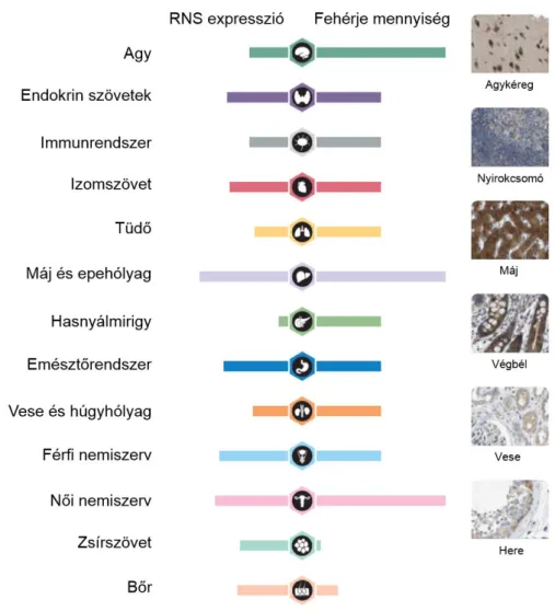 7. ábra. A S1R szervi eloszlása. S1R: sigma-1 receptor. (The Human Protein Atlas ábrája  alapján módosítva) [134]