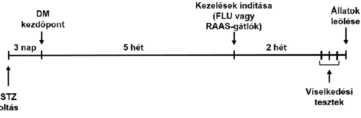 9. ábra. Az állatkísérlet menete. Öt héttel a diabétesz mellitusz (DM) kialakulását követően 2  hétig kezeltük az állatokat renin-angiotenzin-aldoszteron rendszer (RAAS) gátló szerekkel vagy  antidepresszáns  fluvoxaminnal  (FLU)