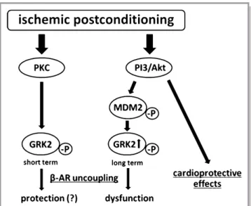 Figure 8. IPoC-induced desensitization of b-ARs. In the short term, rapid and transient activation of the GRK2 could reduce the reperfusion injury and protect the myocardium against  hypercon-tractions
