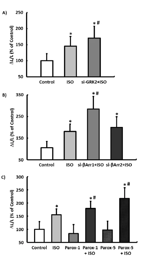 Figure S3. The effect of GRK2 and β-arrestin on the contraction of isolated ventricular  cardiomyocytes