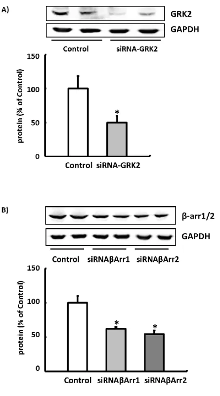 Figure S6. Western blot analysis to assess the efficiency of the siRNA-mediated knockdown