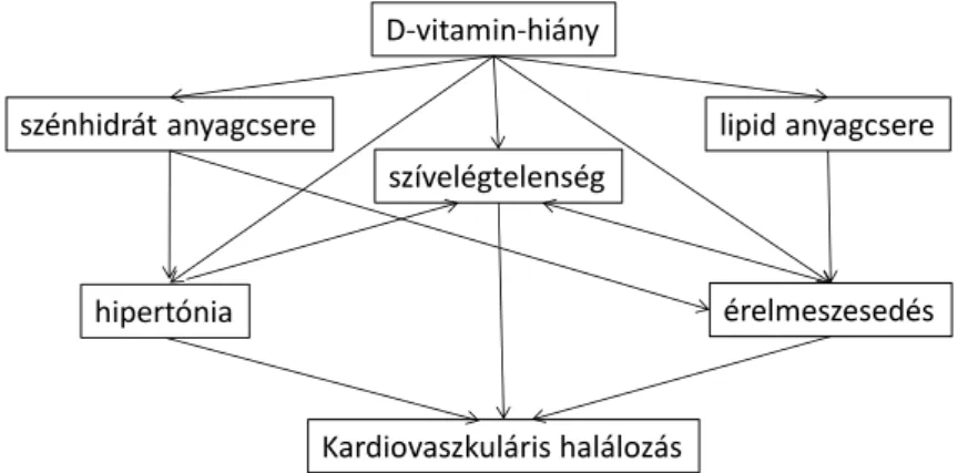 3. ábra a D-vitamin-hiány közvetett és közvetlen kardiovaszkuláris hatásai 