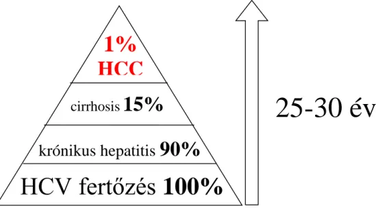 3. ábra: HCV fertőzött betegek HCC megoszlása (Hassan et al. nyomán módosítva) (39) 