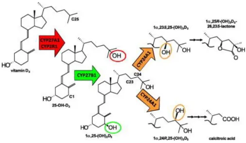 4. ábra: A D-vitamin kaszkád. Jones et al.  nyomán módosítva (101) 