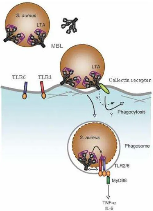 2. ábra: Az MBL molekula és Toll-like receptorok (TLR) kölcsönhatása (Ip et al. Immun Rev  2009) 