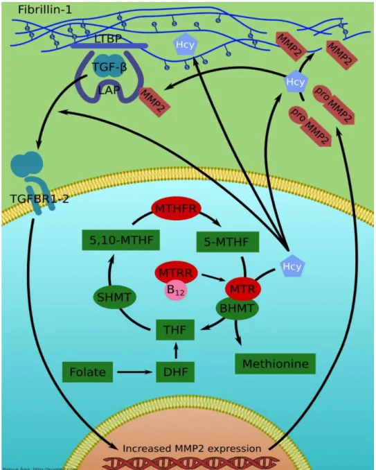 Figure  4:  The  role  of  folic  acid  metabolism  enzymes  in  the  pathomechanism  of  the  homocysteine-fibrillin-1 interactions