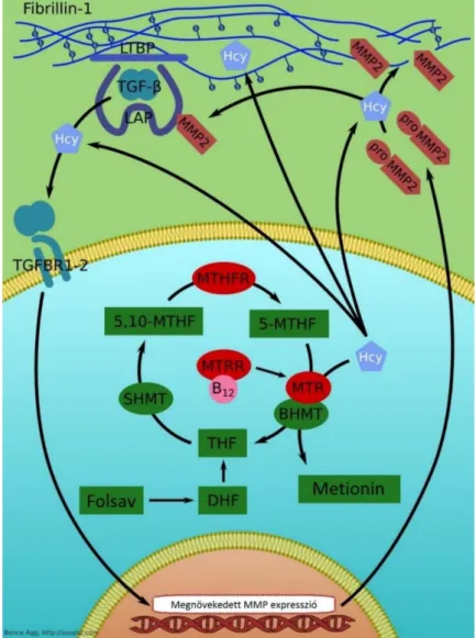 4. ábra: A folsav metabolizmus enzimeinek szerepe a homocisztein-fibrillin-1 interakció  patomechanizmusában