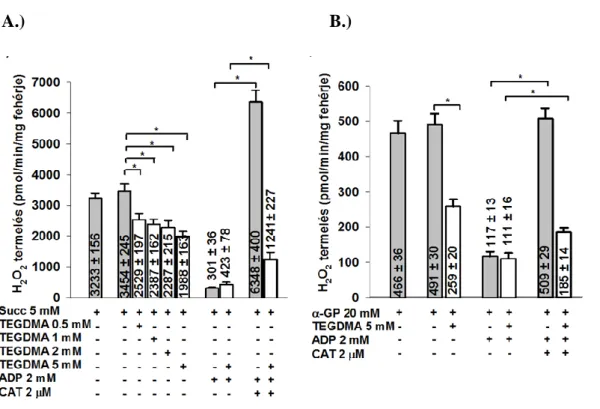 13. ábra: A TEGDMA hatása a H 2 O 2  termelésre szukcináttal (Succ; A ábra) vagy alfa- alfa-glicerofoszfáttal  (20  mM)  (α-GP;  B  ábra);  FADH 2 -függő  légzési  szubsztrátokkal  energetizált  izolált  agyi  mitokondriumokban