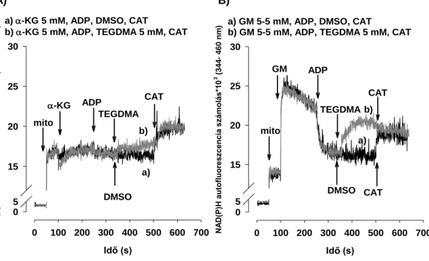 14. ábra:  A TEGDMA hatása a NAD(P)H autofluoreszcenciára az alfa-ketoglutaráttal  (α-KG  )  (A)  vagy  glutamát  plusz  maláttal  (GM)  (B)  energetizált  mitokondriumokban