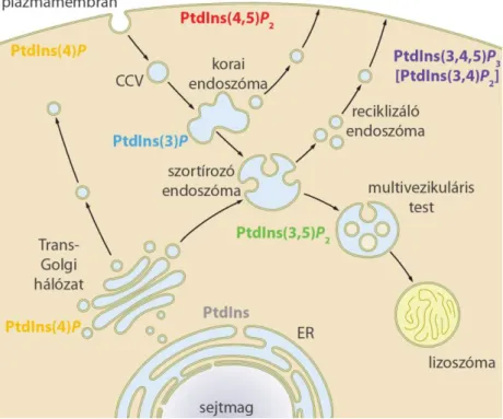 4. ábra – A foszfoinozitidek sejten belüli elhelyezkedése 