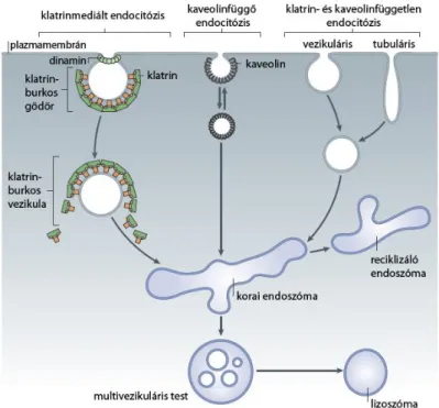 5. ábra – Klatrinfüggő és klatrinfüggetlen endocitózisformák 