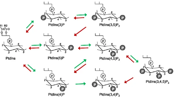 1. ábra – A PtdIns és a foszfoinozitidek szerkezete, egymásba való átalakulásuk főbb útvonalai 