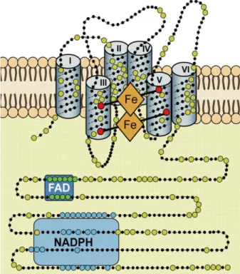 5. ábra: A fagocita NADPH-oxidáz felépítése és a  transzmembrán  régiók  elhelyezkedése