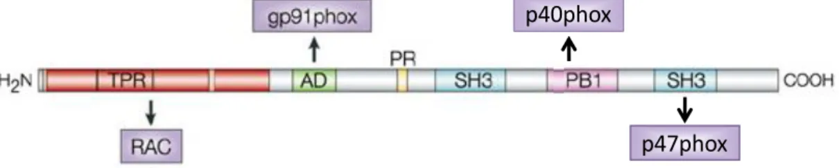 7. ábra: A p67 phox  doménszerkezete. A TPR domén a Rac-hoz, az aktiváló domén (AD)  a gp91 phox -hoz, az SH3 domének a p47 phox -hoz, a  PB1 domén a p40 phox -hoz   kötheti a  fehérjét (forrás: [66], módosítva)
