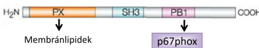 8. ábra: A p40 phox  doménszerkezete. A PX domén membrán-foszfolipidekhez, a PB1  domén a p67 phox -hoz kötheti a fehérjét (forrás:[69])