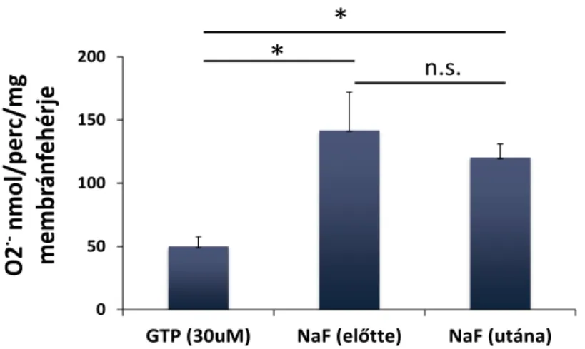 27. ábra: A GAP-ok hatása a NADPH-oxidázra a komplex összeépülése előtt és után. 