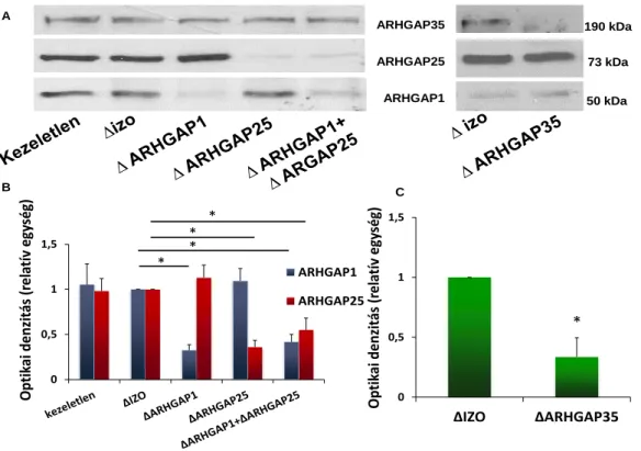 28. ábra: A Rac-GAP-immundepléció hatékonyságának ellenőrzése Western blottal. A) Az  ARHGAP1 és ARHGAP25 antitestekkel, illetve az ARHGAP35 antitesttel immundepletált  membrán  reprezentatív  Western  blot  képe  (2013.02.05.)