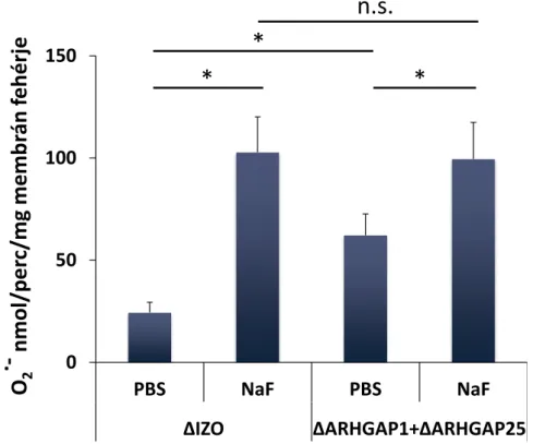 30. ábra: A NaF hatása az immundepletált membránok O 2 •- -termelésére félrekombináns  rendszerben