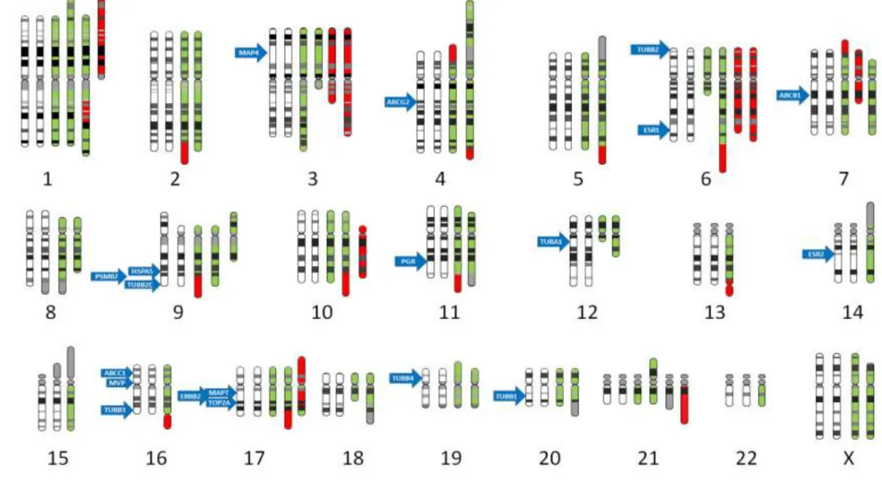3. ábra: A rezisztens MDA-MB-231 sejtvonalak citogenetikai aberrációinak áttekintő ábrája