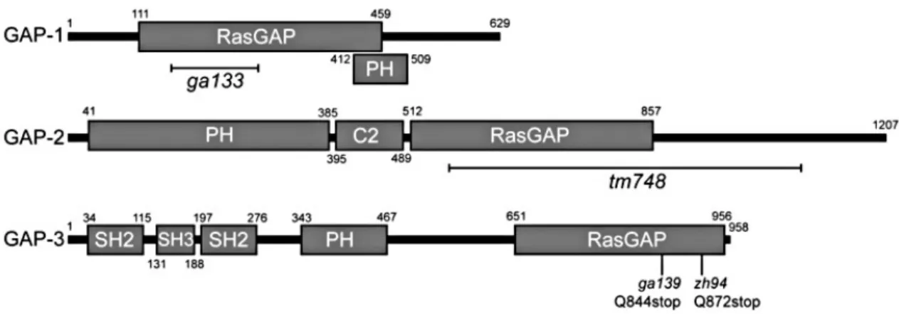 2. ábra. A  GAP  fehérjék szerkezete.  A sematikus ábrázolás N termináls (bal oldal) felől C terminális   felé   mutatja   be   a   GAP-1,   GAP-2   és   GAP-3   fehérjék   szerkezetét  C