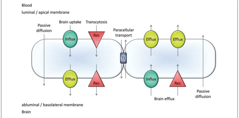 FIGURE 1 | Major transport pathways at the blood-brain barrier (BBB). Transcellular transport occurs by passive diffusion or is mediated by influx and efflux transporters/carriers and/or receptors (Rec)