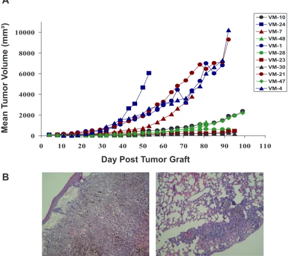 Figure 1: Subcutaneous growth of the indicated 11 human melanoma cell models in immuno-compromised mice