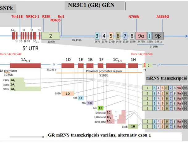 4. ábra: A glükokortikoid receptor gén (NR3C1) szerkezete. (Sinclair D, Fullerton  JM, Webster MJ, Shannon Weickert C (2012) Glucocorticoid Receptor 1B and 1C  mRNA  Transcript  Alterations  in  Schizophrenia  and  Bipolar  Disorder,  and  Their  Possible 