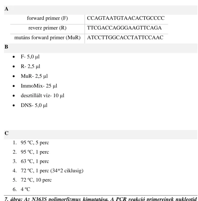 7. ábra: Az N363S polimorfizmus kimutatása. A PCR reakció primereinek nukleotid  szekvenciája (A)