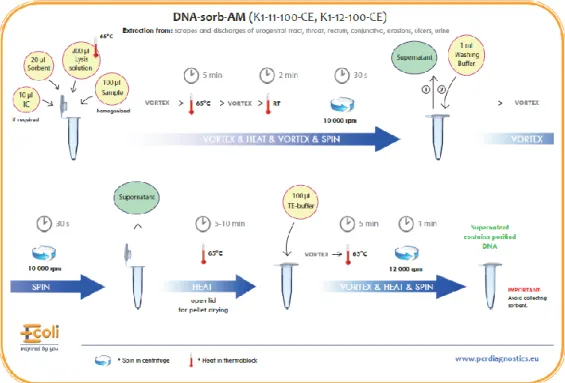 12. ábra: A DNS izolálás folyamatábrája 
