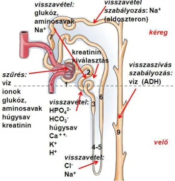1. ábra: a nefron és működésének sémás ábrázolása 